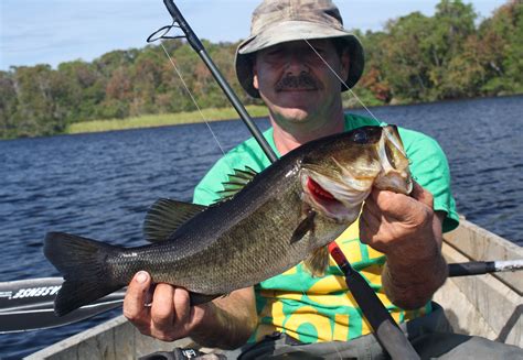 Swamp Bass .